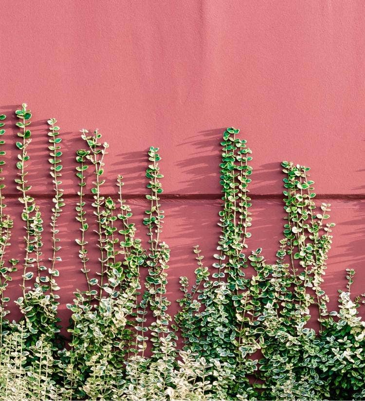 Hasard Bazar - EDP 50ml - an oriental, vanilla scent