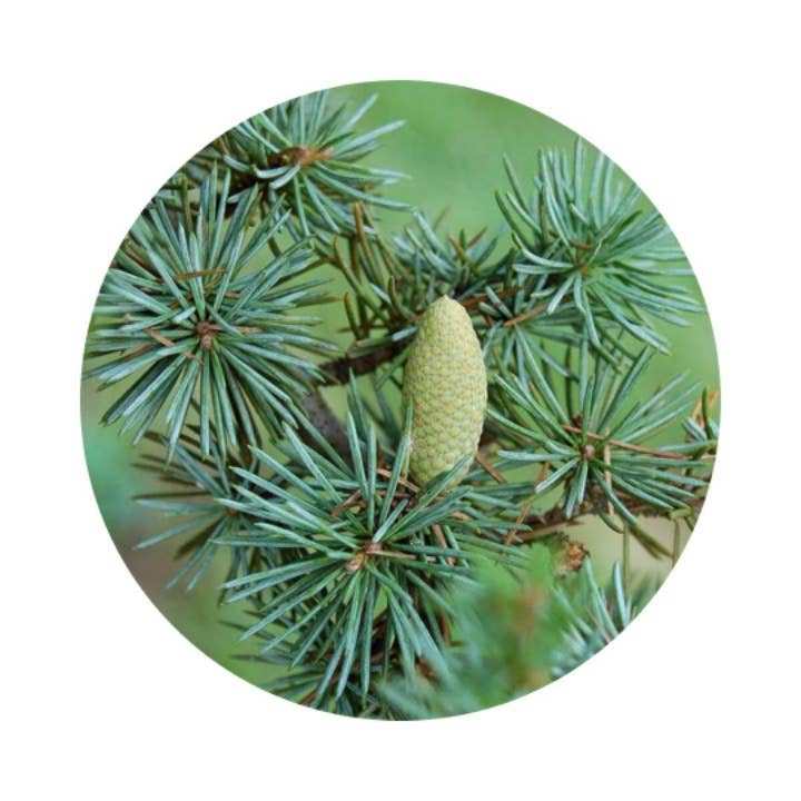 Bois de Mangrove (Mangrove Wood) - Eau de Parfum Intense : 100ml - 3.4 fl.oz.