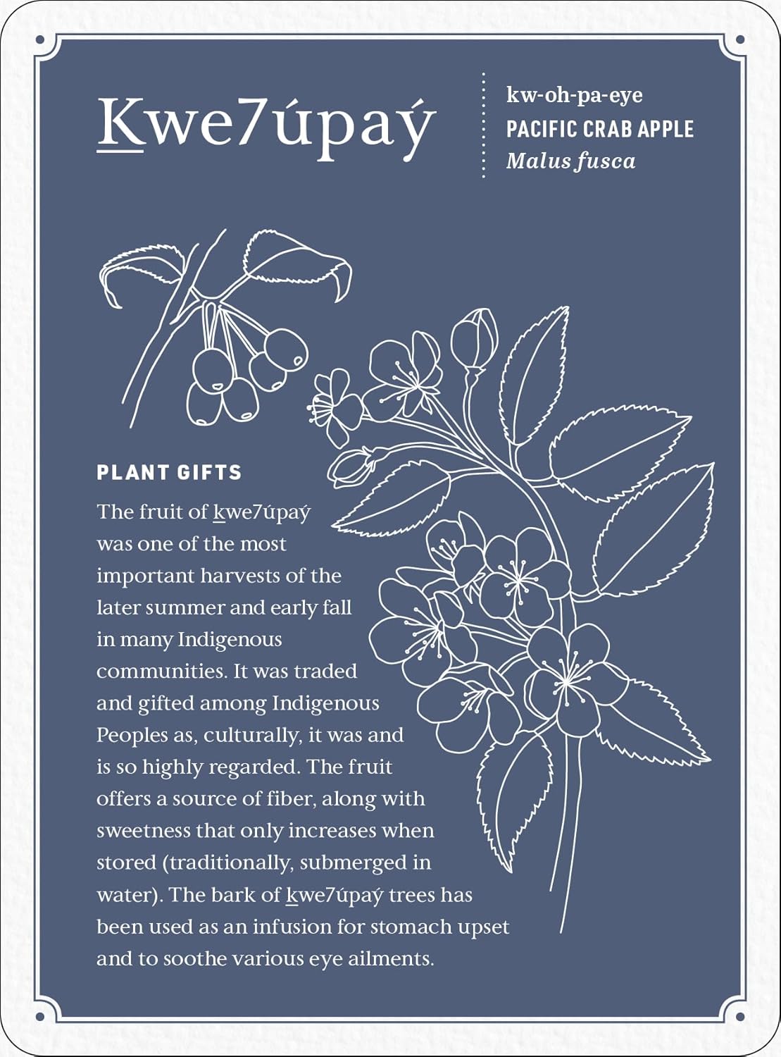 Held by the Land Deck: 45 Ways to Use Indigenous Plants for Healing & Nourishment Cards