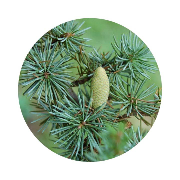 Bois & Poudre (Wood & Powder) - Eau de Toilette: 50ml - 1.7 fl.oz.