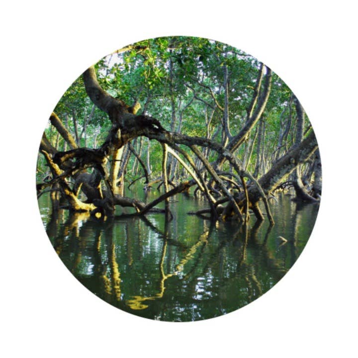 Bois de Mangrove (Mangrove Wood) - Eau de Parfum Intense : 100ml - 3.4 fl.oz.