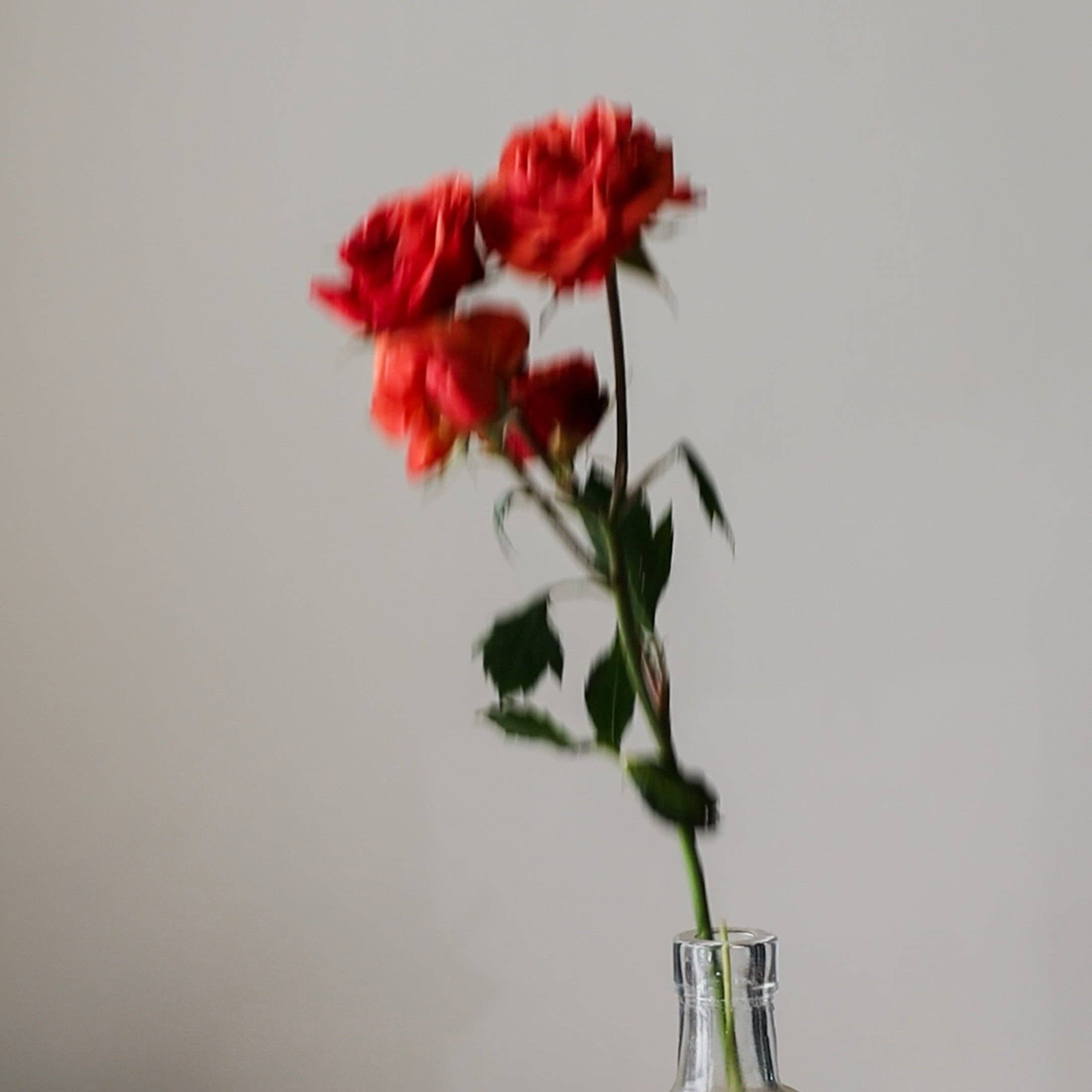 ROSE TURPENTINE eau de parfum: 50ml