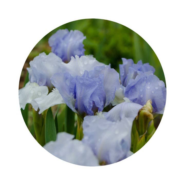 Mirage du Desert (Soft Woody) - Eau de Toilette: 50ml - 1.7 fl.oz.