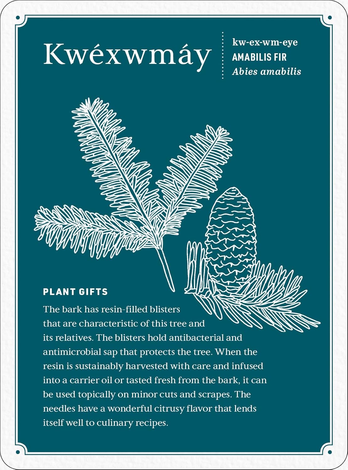 Held by the Land Deck: 45 Ways to Use Indigenous Plants for Healing & Nourishment Cards