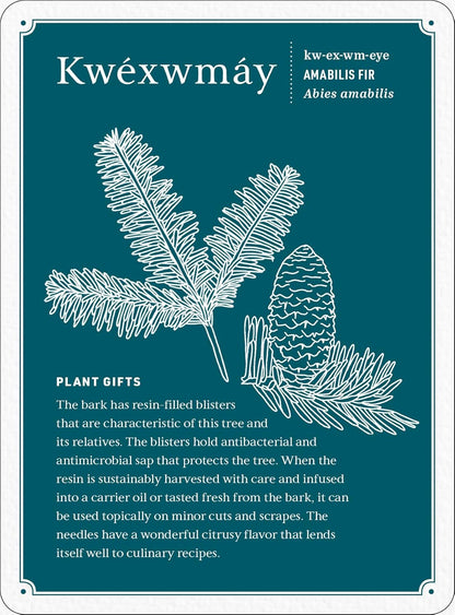 Held by the Land Deck: 45 Ways to Use Indigenous Plants for Healing & Nourishment Cards